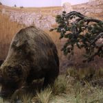 Murs tendus pour la reconstitution de la Grotte Chauvet